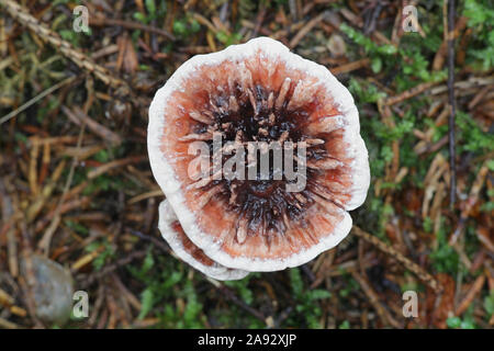 Hydnellum peckii, wie Erdbeeren mit Sahne bekannt, die Blutungen und das Bluten Hydnellum Zahn Pilze, Wild Mushroom aus Finnland Stockfoto