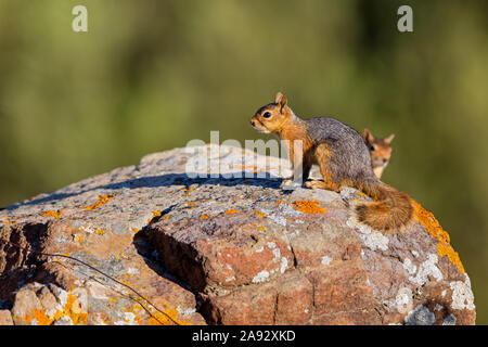 Kaukasisches Eichhörnchen, Sciurus anomalus Stockfoto