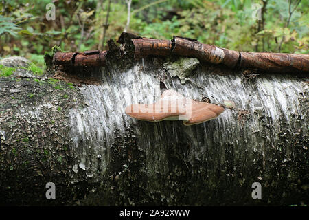 Fomitopsis betulina, bekannt als der Birch polypore, birke Halter oder Rasiermesser Strop, einer Halterung Pilz aus Finnland Stockfoto