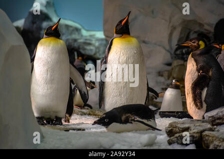 Orlando, Florida. November 06, 2019. Kaiserpinguine in der Antarktis, in Seaworld Stockfoto