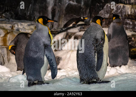 Orlando, Florida. November 06, 2019. Kaiserpinguine in der Antarktis, in Seaworld Stockfoto