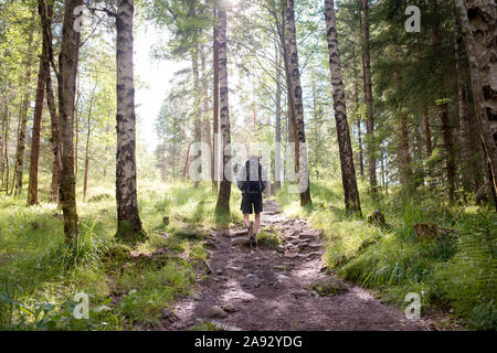 Mann zu Fuß in den Wald Stockfoto