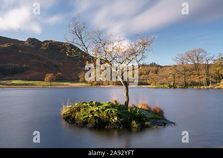 Einsamer Baum in Rydal Wasser im Lake District National Park Stockfoto