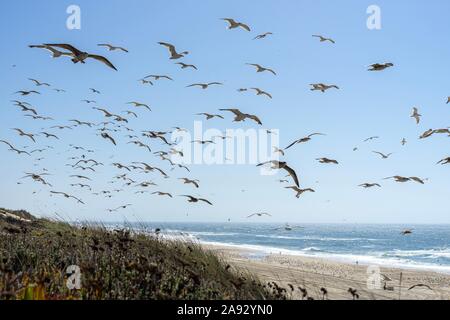 Möwen fliegen mit dem Meer im Hintergrund Stockfoto