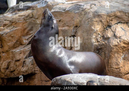 Orlando, Florida. November 06, 2019. Blick von oben auf die Sea Lion in Seaworld Stockfoto