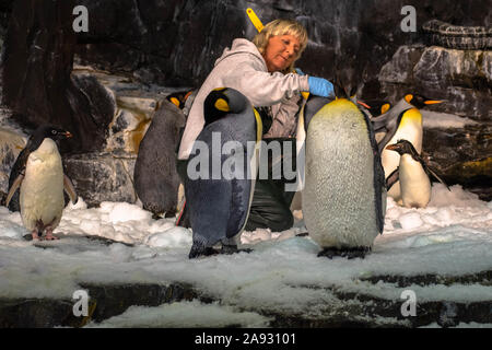 Orlando, Florida. November 06, 2019. Frau streicheln Pinguine im Seaworld Stockfoto