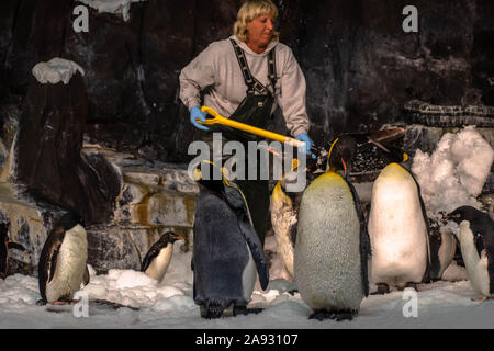 Orlando, Florida. November 06, 2019. Frau streicheln Pinguine im Seaworld Stockfoto