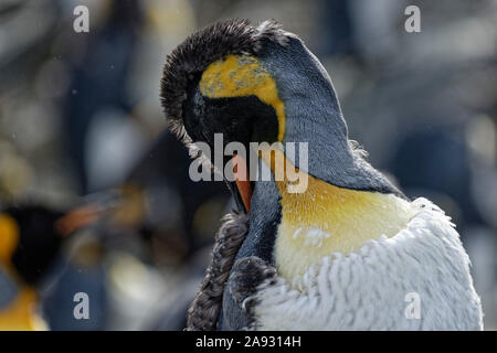 Königspinguin (Aptenodytes patagonicus) Nahaufnahme, Porträt, in der Mauser, die aussehen wie ein Punk. St. Andrews Bay, South Georgia Stockfoto