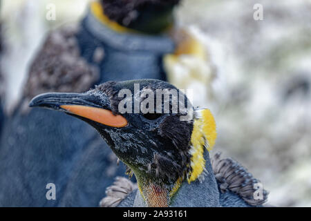 Königspinguin (Aptenodytes patagonicus), das Porträt zu schließen, in der Mauser, St. Andrews Bay, South Georgia Stockfoto