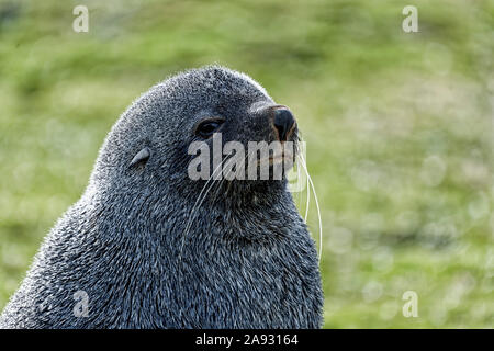 Antarktis Fell Dichtung (Arctocephalus gazella), Nahaufnahme, St. Andrews Bay, South Georgia Stockfoto