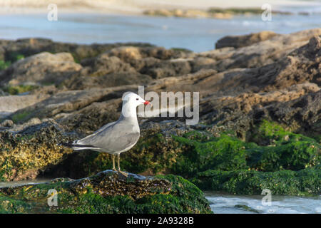 Einsame Möwe im mallorquinischen Strand namens Es Carbo, in einer felsigen Landschaft mit viel Flechten Stockfoto