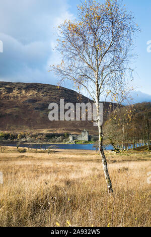 Ein einsamer Baum in einer Wiese mit den Ruinen von kilchurn im Hintergrund das Schloss am Rande des Loch Awe in den schottischen Highlands Stockfoto