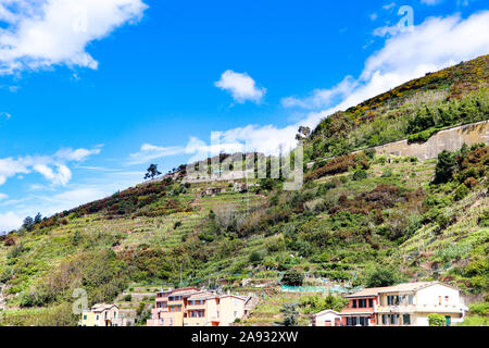 Trauben wachsen auf dem Hügel in Cinque Terre Riomaggiore, das Dorf, das ist ein kleines Dorf in der Region Ligurien in Italien. Stockfoto