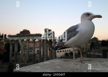 Seagull mit Blick auf Rom (Vogelperspektive) Stockfoto