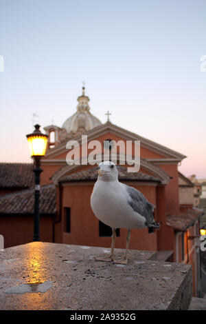 Seagull mit Blick auf Rom (Vogelperspektive) Stockfoto