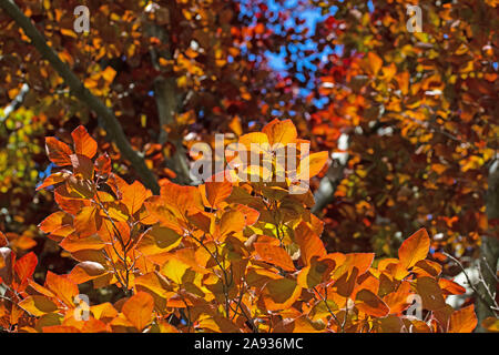 Blut Beech, Fagus sylvatica, im Frühling Stockfoto