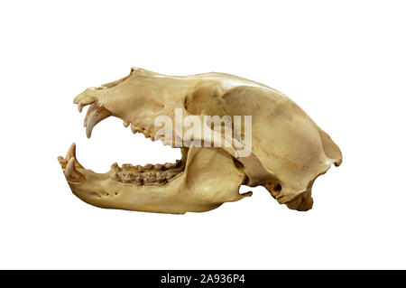 Schädel des Sibirischen Braunbär (Ursus arctos collaris). Auf weissem Hintergrund isolieren. Profil ansehen. Stockfoto