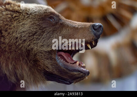 Schädel des Sibirischen Braunbär (Ursus arctos collaris). Auf weissem Hintergrund isolieren. Profil ansehen. Stockfoto