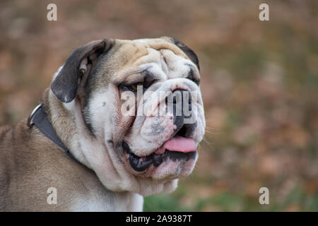 Portrait von niedlichen britische Bulldogge. Heimtiere. Reinrassigen Hund. Stockfoto