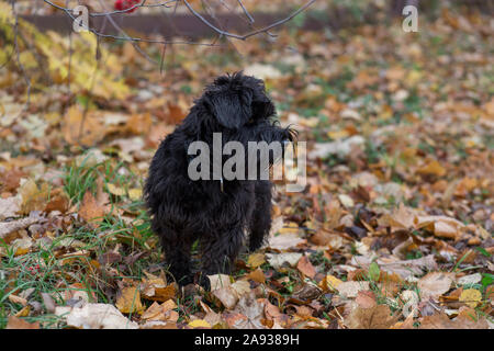 Cute zwergschnauzer Welpen steht auf einem gelben Blätter im Herbst Park. Heimtiere. Reinrassigen Hund. Stockfoto