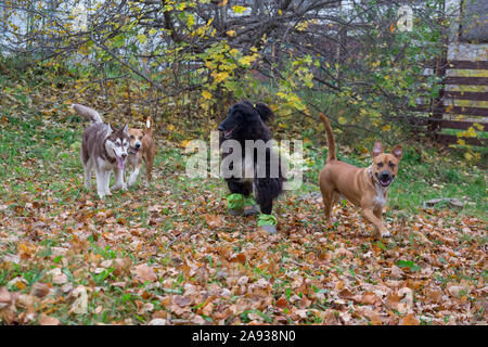 Vier Hunde spielen im Herbst Park. Heimtiere. Reinrassigen Hund. Stockfoto