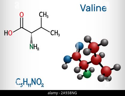 Valin, Val Molekül, ist-Aminosäure. Es ist an der Biosynthese von Proteinen verwendet. Strukturelle chemische Formel und Molekül-Modell. Vector Illustration Stock Vektor