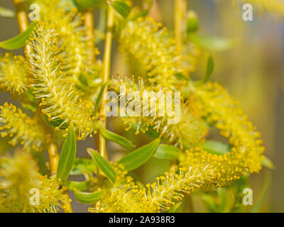 Männliche Blüten der Trauerweide, Olea Europaea Stockfoto
