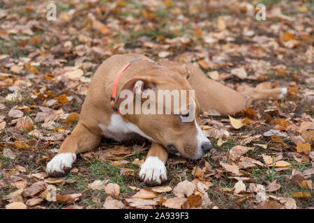 Traurig American Staffordshire Terrier Welpe liegt auf einem Blätter im Herbst im Park. Heimtiere. Reinrassigen Hund. Stockfoto