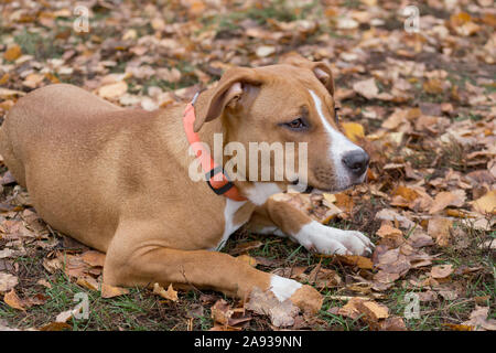 Cute American Staffordshire Terrier Welpe liegt auf einem Blätter im Herbst im Park. Heimtiere. Reinrassigen Hund. Stockfoto