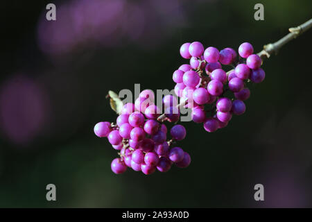 Die Schöne und Ungewöhnliche violette Beeren der Callicarpa bodinieri auch bekannt als Schönheit Bush. In enger bis draußen wachsen vor einem dunklen Hintergrund. Stockfoto