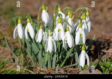 Blühende Schneeglöckchen im Frühjahr Stockfoto