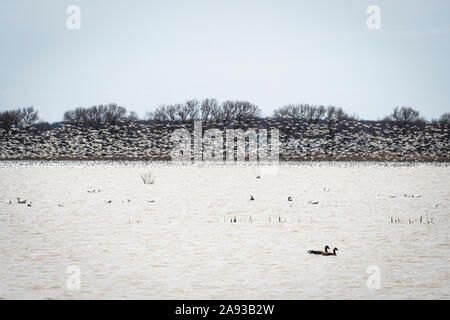 Fliegender Schnee Gänse im Frühjahr Migration Stockfoto