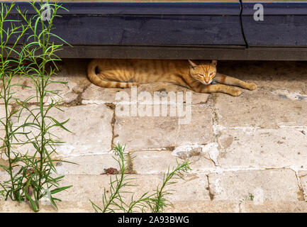Katzen von Malta - stray Ginger cat unter dem Auto gelegen Stockfoto