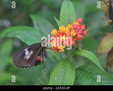 Cattleheart Schmetterling (Parides arcas) trinken Nektar, Mindo, Ecuador Stockfoto