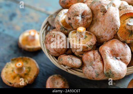 Frische Fichte Milkcap Pilze im Weidenkorb Stockfoto