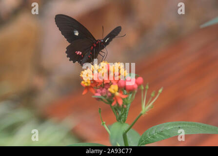 Cattleheart Schmetterling (Parides arcas) trinken Nektar, Mindo, Ecuador Stockfoto