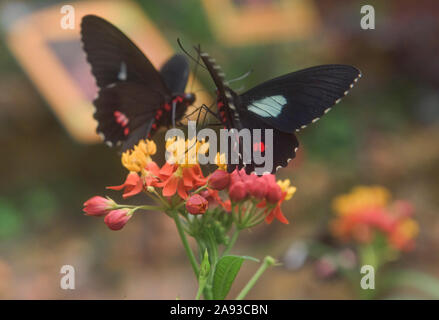 Schmetterlinge (Parides Cattleheart arcas) trinken Nektar, Mindo, Ecuador Stockfoto