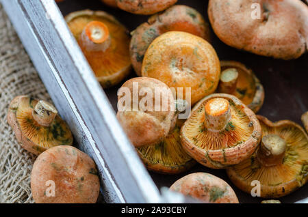 Frische Fichte Milkcap Pilze im Holz- Warenkorb Stockfoto