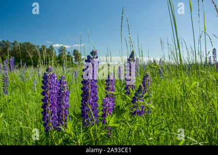 Violett Lupin Blumen wachsen auf einer grünen Wiese und blauer Himmel Stockfoto