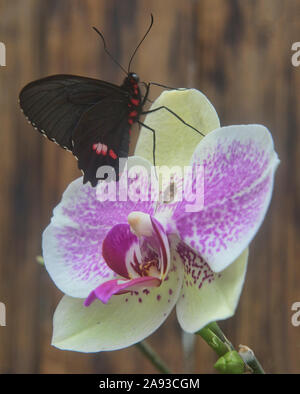 Cattleheart Schmetterling (Parides arcas) trinken Nektar aus einer Orchidee, Mindo, Ecuador Stockfoto