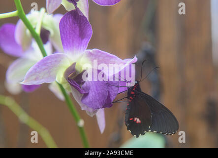 Cattleheart Schmetterling (Parides arcas) trinken Nektar, Mindo, Ecuador Stockfoto