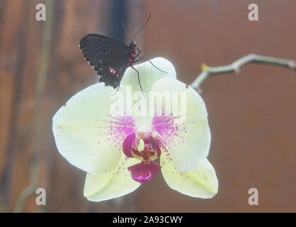 Cattleheart Schmetterling (Parides arcas) trinken Nektar, Mindo, Ecuador Stockfoto