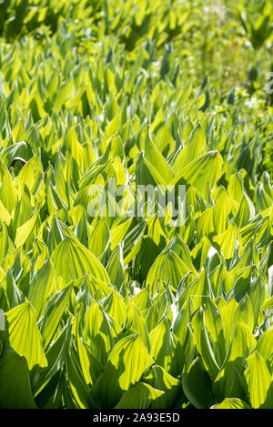 Kalifornien mais Lily, wenig Blitzen Schlucht, Steens Mountain, Oregon. Stockfoto