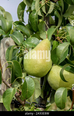 Säulen-Birne (Pyrus Communis 'Condo') Stockfoto