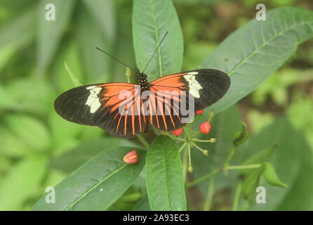 Postman Schmetterling (Heliconius melpomene), Mindo, Ecuador Stockfoto