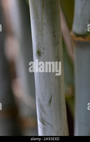 Borinda papyrifera blauer bambus -Fotos und -Bildmaterial in hoher  Auflsung  Alamy