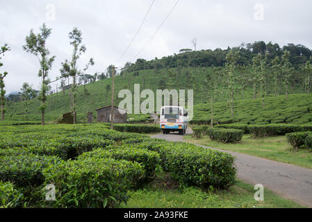 Nelliyampathi Tea Plantation Landscape , Kerala Landscape , Indien Stockfoto