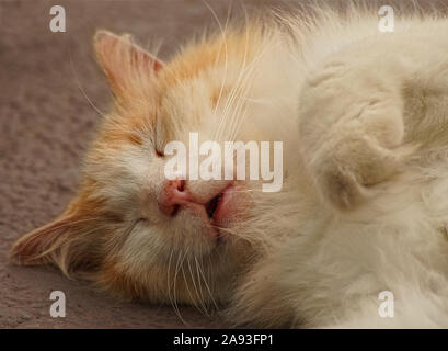 Schlafen braunen und weißen streunende Katze auf festem Boden Nahaufnahme Stockfoto