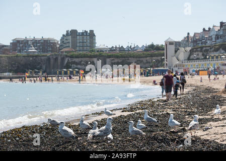 Cranbrook, Kent, London, UK. 4. Juni 2015. Broadstairs Strand in Kent ist beliebt bei Familien und Erwachsenen gleichermaßen. Im Bild: Möwen rumage Th Stockfoto