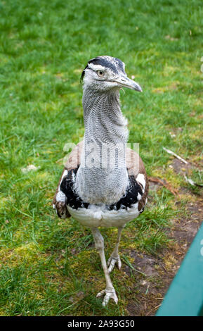 Nahaufnahme der Kori bustard Wandern auf dem Gras, auf die Linse der Kamera Stockfoto